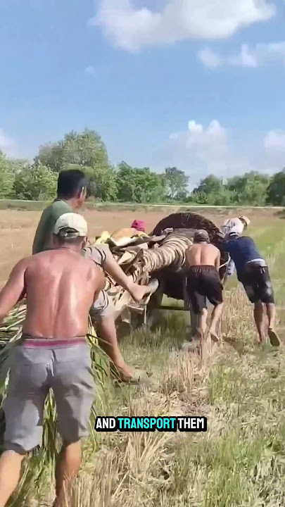 Look like these people chaging the place of coconut on best places