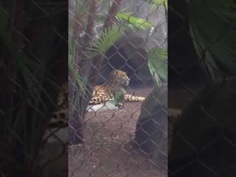 Leopard action Houston zoo