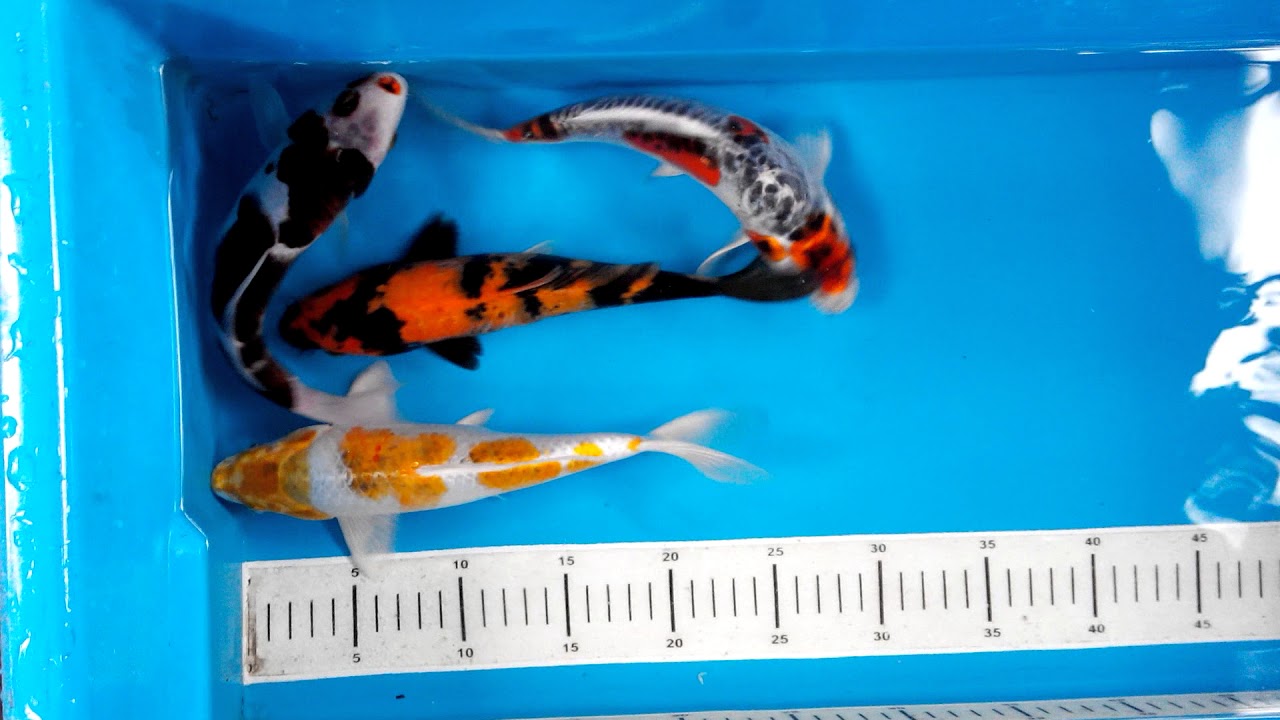  Ikan  Koi  Blitar Paket Mix 4 ekor  24 25cm YouTube