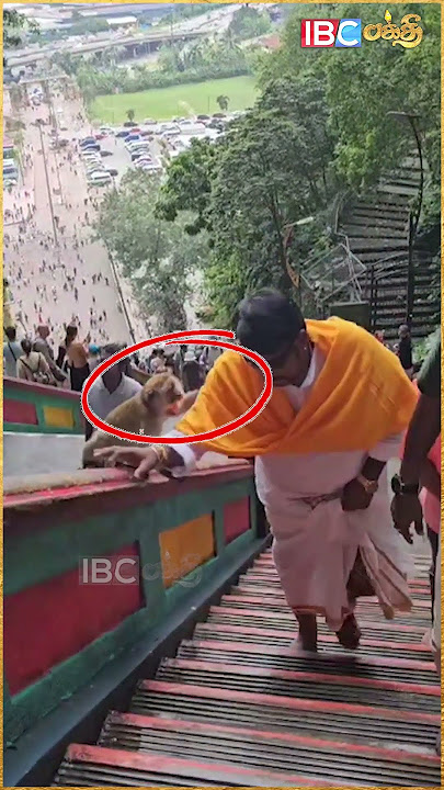 JSK-வை கடித்த குரங்கு - காரணம் கர்மவினையா? #jsk #jskgopi #malaysiamurugan #money #ibcbakthi #shorts