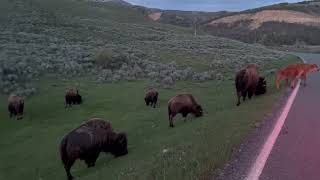 Bison IMG 0423