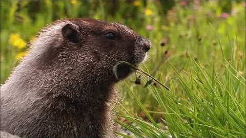 Show SnackBar and Toast Messages in Xamarin.Forms Apps