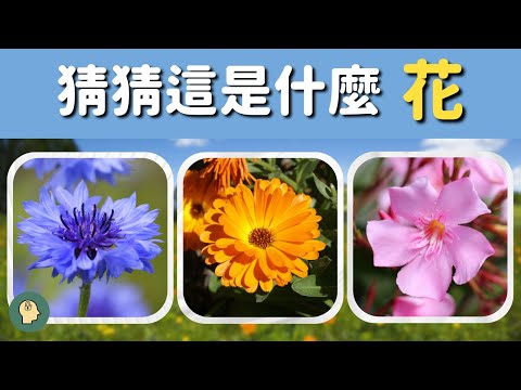 挑戰！這些美麗花朵的名字你都認識嗎？🌼🌸