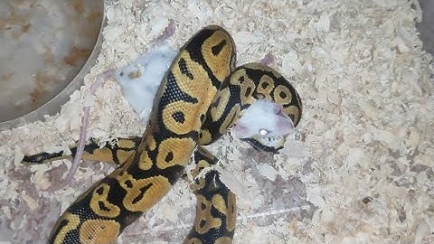 LIVE MICE FEEDING | BALL PYTHON | HUNT MODE!