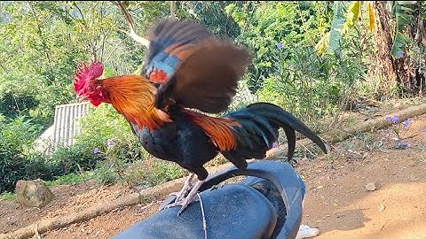 qaib qus txuam tom 3  gà rừng mồi F3 đẹp như f2