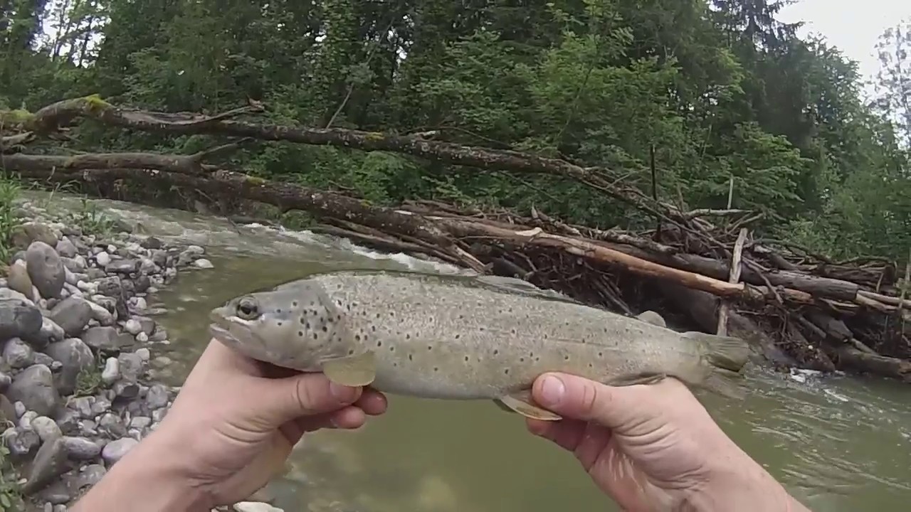 peche truite riviere en crue
