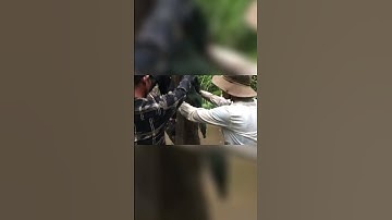 Bắt Ba Con Chuột Rừng To Trong Bọng Một Cây Bần #shots