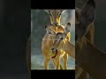 The Beauty Of Tanzania National Parkрџ рџ ї The Beauty Of Tanzania National Parkрџ рџ ї