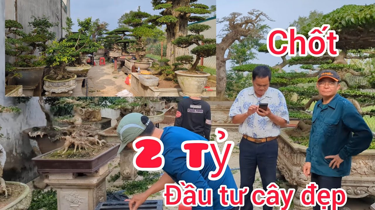 Vào 2 tỷ tiền cây sau 3 năm anh em bất ngờ toàn cây đẹp phôi chuẩn báo giá là mất cây ngay