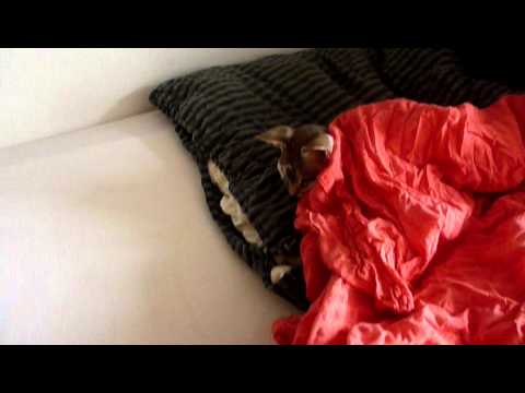 Sphynx Noong - Bettspiel ; Sphynx Noong and the bed line ; Part 2
