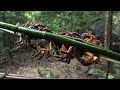 The crabs in the stream  2 years of survival in the rainforest  episode 10