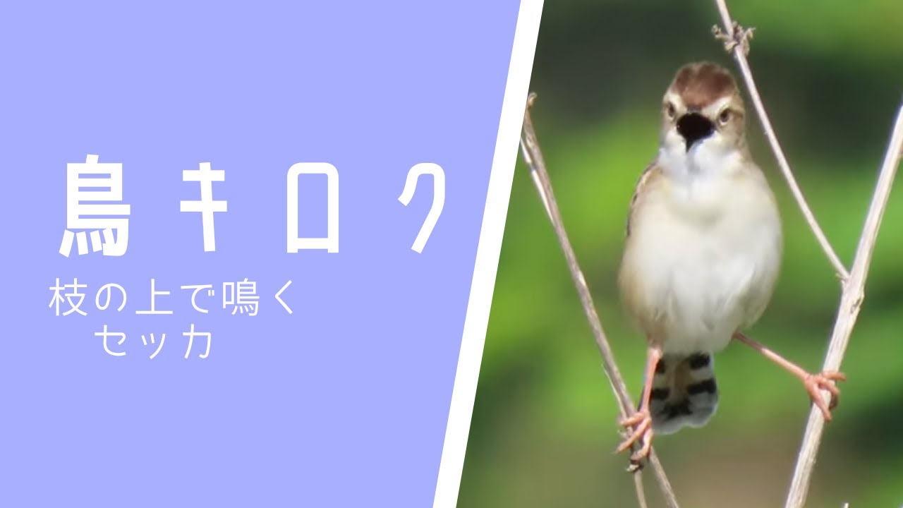 鳥キロク】枝の上で鳴くセッカ - YouTube