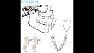 Occlusion Part 1