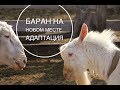 Баран на новом месте. Адаптация.