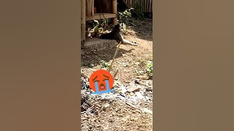 Hebohnya warga SUBHANALLAH.mendengar suara Adzan seekor anjing inipun mengikuti lantunan Adzan.