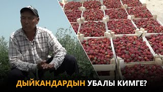 Дыйкандардын убалы кимге?