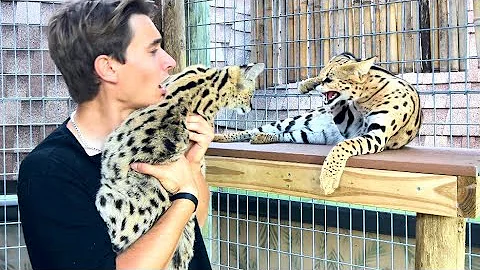 REUNITING MY TWO CHEETAHS! WILL THEY BE FRIENDS ?!