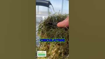 GET JAVA MOSS - PART 2
