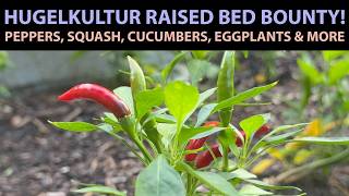 Hugelkultur Raised Bed Bounty - Peppers, Cucumbers, Eggplants, Zucchini & Summer Squash