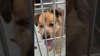 Barnibus A698816 2 Year Old Male Briard Terrier Mix  URGENT: Needs Rescue By 6/2/2023