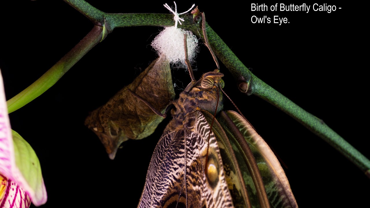 Birth of Butterfly Caligo Owl's Eye - YouTube
