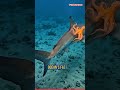 This Octopus Just Hijacked a Shark! 🐙🦈 #shorts #tinyecotales