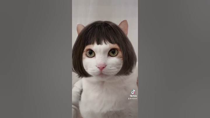 Video 2829181: persiancat calico, persiancat funny cat cute