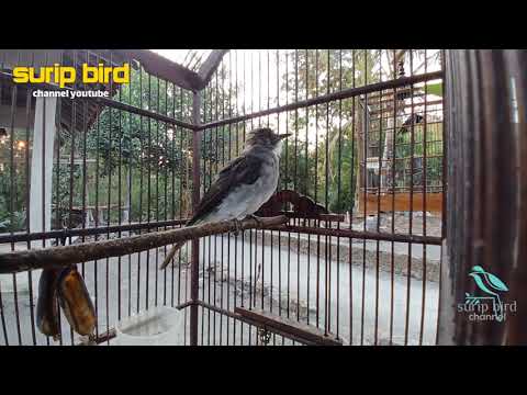 Suara pancingan Brinji kelabu bahan agar bunyi