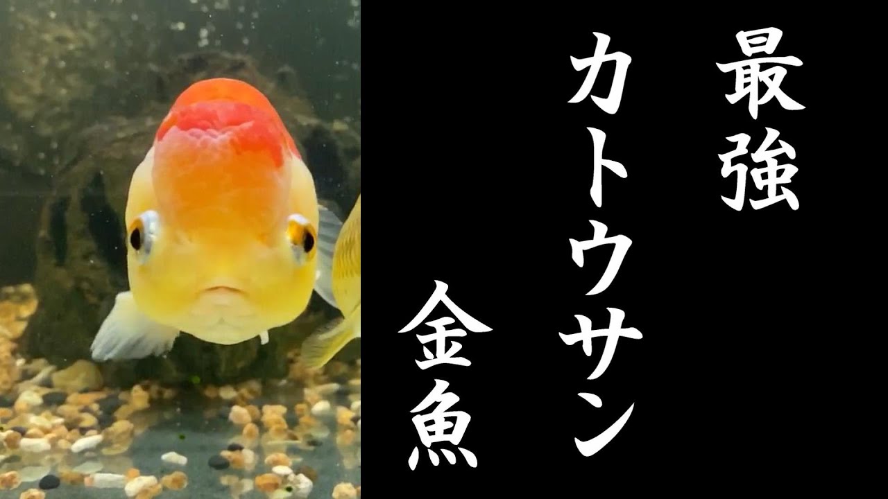桜錦 カトウサンの金魚は本当に元気で強いんです Youtube 桜錦 カトウサンの金魚は本当に元気で強いんです Youtube