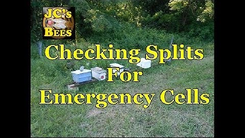 Checking Bee Hive Splits For Queen Cells