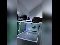 Very crazy piranha hand feeding and playing