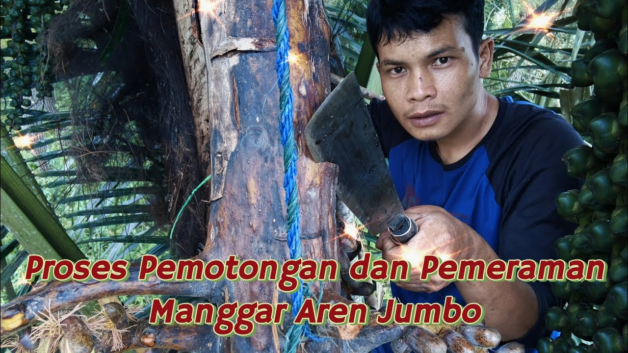 PEMOTONGAN Manggar Aren Jumbo & Pemeraman