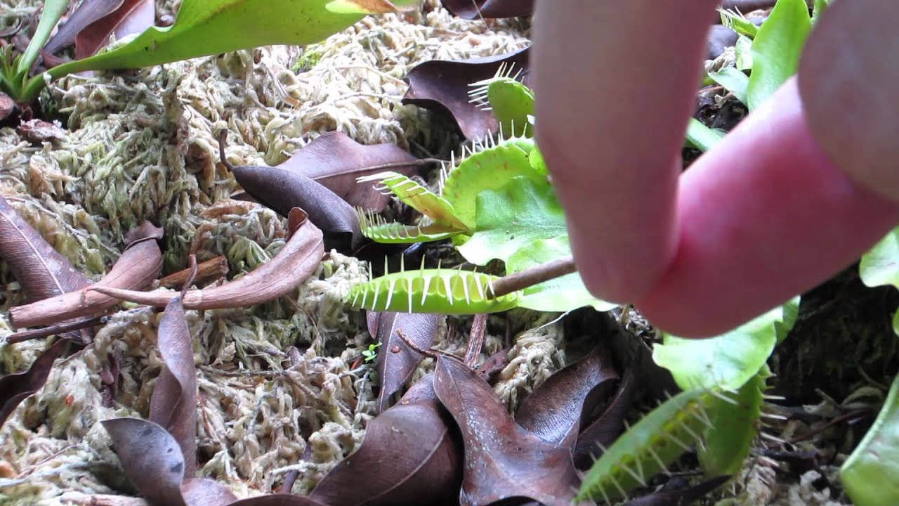 tropical rainforest venus fly trap