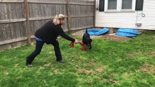 Dock diving fundamentals @ The Dog Mall