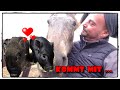 Manapi-Farm FMA 🐖🐖 - Kommt mit :) | Pferde Hoschi