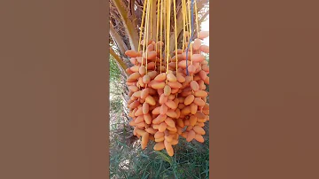 دقلة النور 