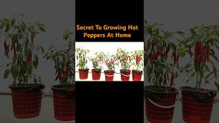 Secret To Growing Hot Peppers At Home #shorts #peppers #garden #gardening #gardeningtips