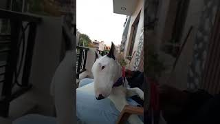 English Bullterrier Trying To Sing A Song Of Sidhu Moosewala