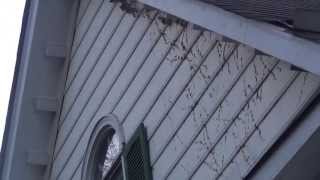 Couple years ago our homeowners association asked us to remove ivy
from the corner of house. in spite we liked that... removed that, but
that caused o...