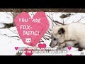 Happy Valentine&#39;s Day from the Endangered Wolf Center