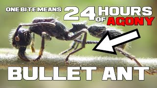 24 HOURS of AGONY - Bullet Ant - Animal a Day by Animal a Day 65 views 4 months ago 3 minutes, 14 seconds