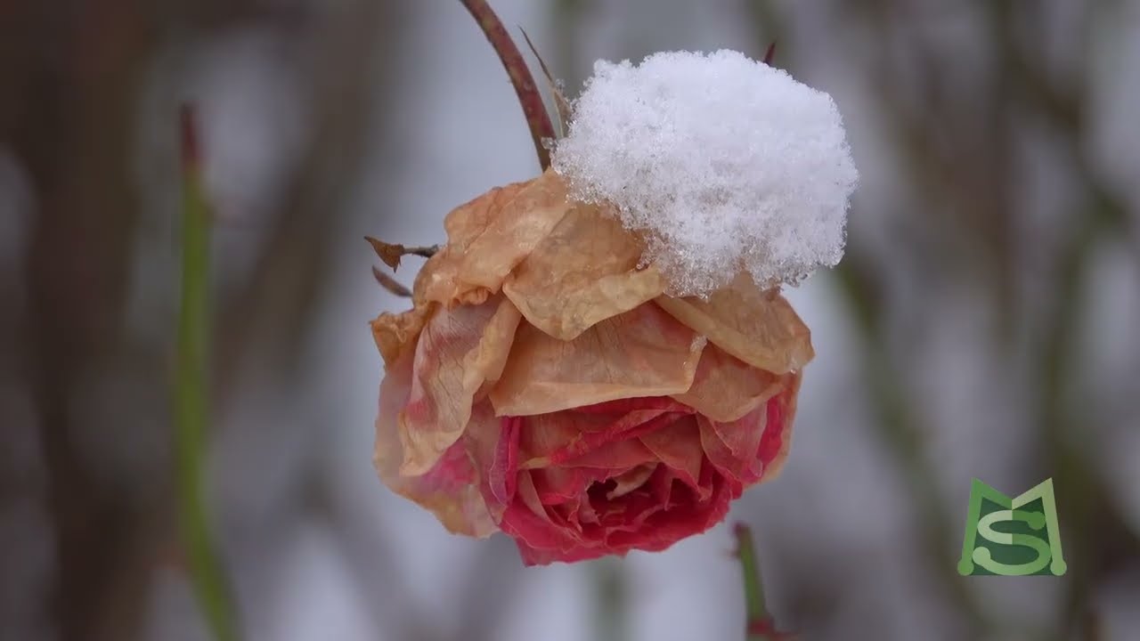 Rosier Roses Royal Botanical Gardens