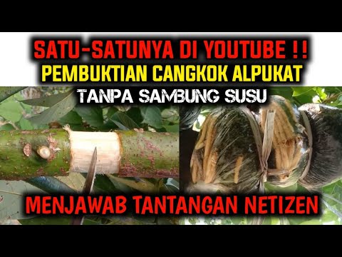 Video: Transplantasi Pohon Alpukat - Pelajari Cara Transplantasi Pohon Alpukat