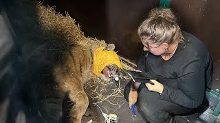 Еще Один Амурский Тигр Попал В Дом Тигра