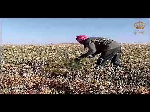 موسم الحصاد عند أهل الريف