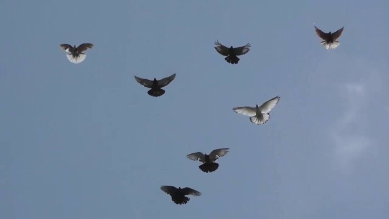 голуби николаевские торцовые серпастые. полет николаевских голубей. очаковские голуби видео. голуби николаевские бабочки. голуби николаевские высоколетные.