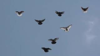 голуби - николаевские голуби - игра голубеи - полёт бабочки