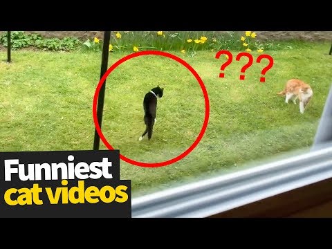 hilarious-cat-viral-videos-|-ultimate-cat-compilation-2019