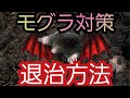 【農業】モグラ退治　対策