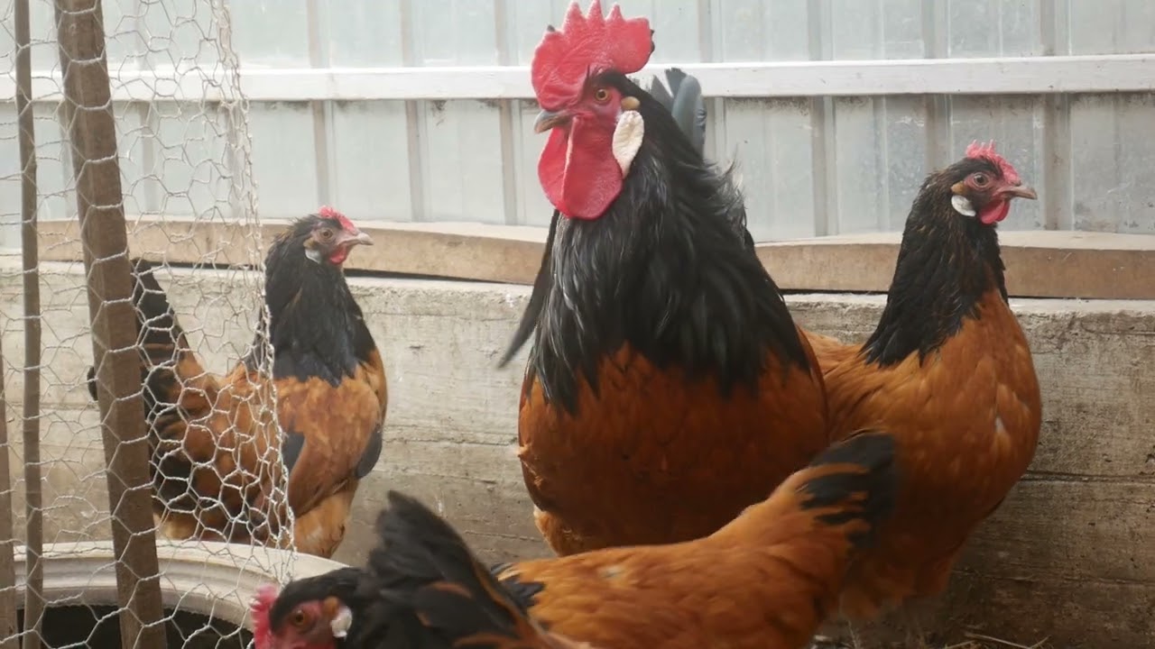 Viața la țară - Prezentare Toate găinile mele - ce rase de găini am? #2021